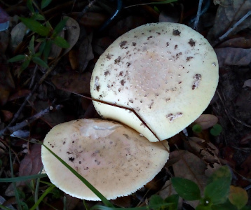 [A top-down view of two mushrooms with the edge of one seeming a little deformed because it the other was growing so close to it. Both have large, flat caps which appear to be quite thin. The tops are a whitish-pink with some dark brown spots scattered across the top.]